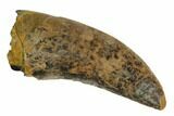 Serrated, Tyrannosaur (Nanotyrannus?) Tooth - Montana #128481-1